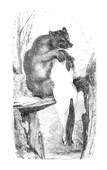 Illustration: Ursus arctos