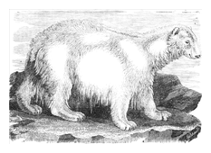 Illustration: Ursus maritimus