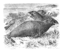 Illustration: Cystophora proboscicdea