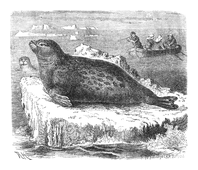 Illustration: Phoca barbata