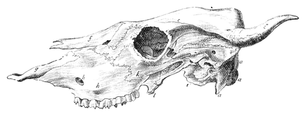 Illustration: Bos taurus