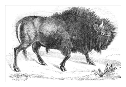 Illustration: Bos americanus