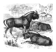 Illustration: Catoblepas gnu