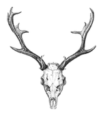 Illustration: Cervus elaphus