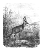 Illustration: Cervus capreolus