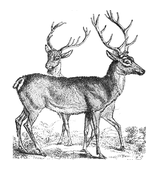 Illustration: Cervus elaphus