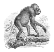 Illustration: Pithecus satyrus