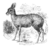 Illustration: Moschus moschiferus