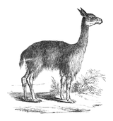 Illustration: Auchenia pacos