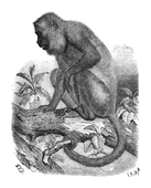 Illustration: Mycetes seniculus