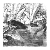 Illustration: Manatus senegalensis