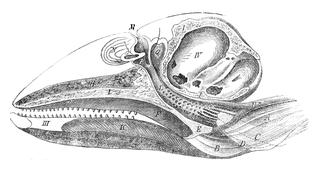 Illustration: Phocaena communis