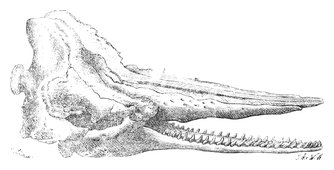 Illustration: Physeter tursio