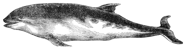 Illustration: Phocaena communis