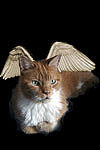 CasCats avatar