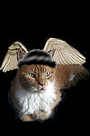 CasCats avatar