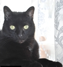 CameronCats avatar